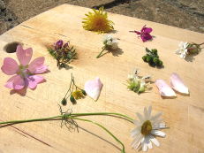 A selection of edible wild flowers in summer: mallow, vetch, ox-eye daisy, nipplewort, dandelion, dog rose, white dead nettle, rosebay willowherb, pineappleweed and white cover.
