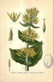 Gentian root was one of themost popular bittering agents. plantillustrations.org