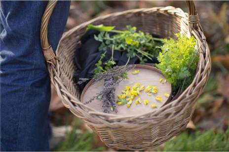 basket of foraged plants